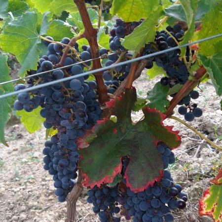 received_335453597810347 Merlot 5 septembre 2020