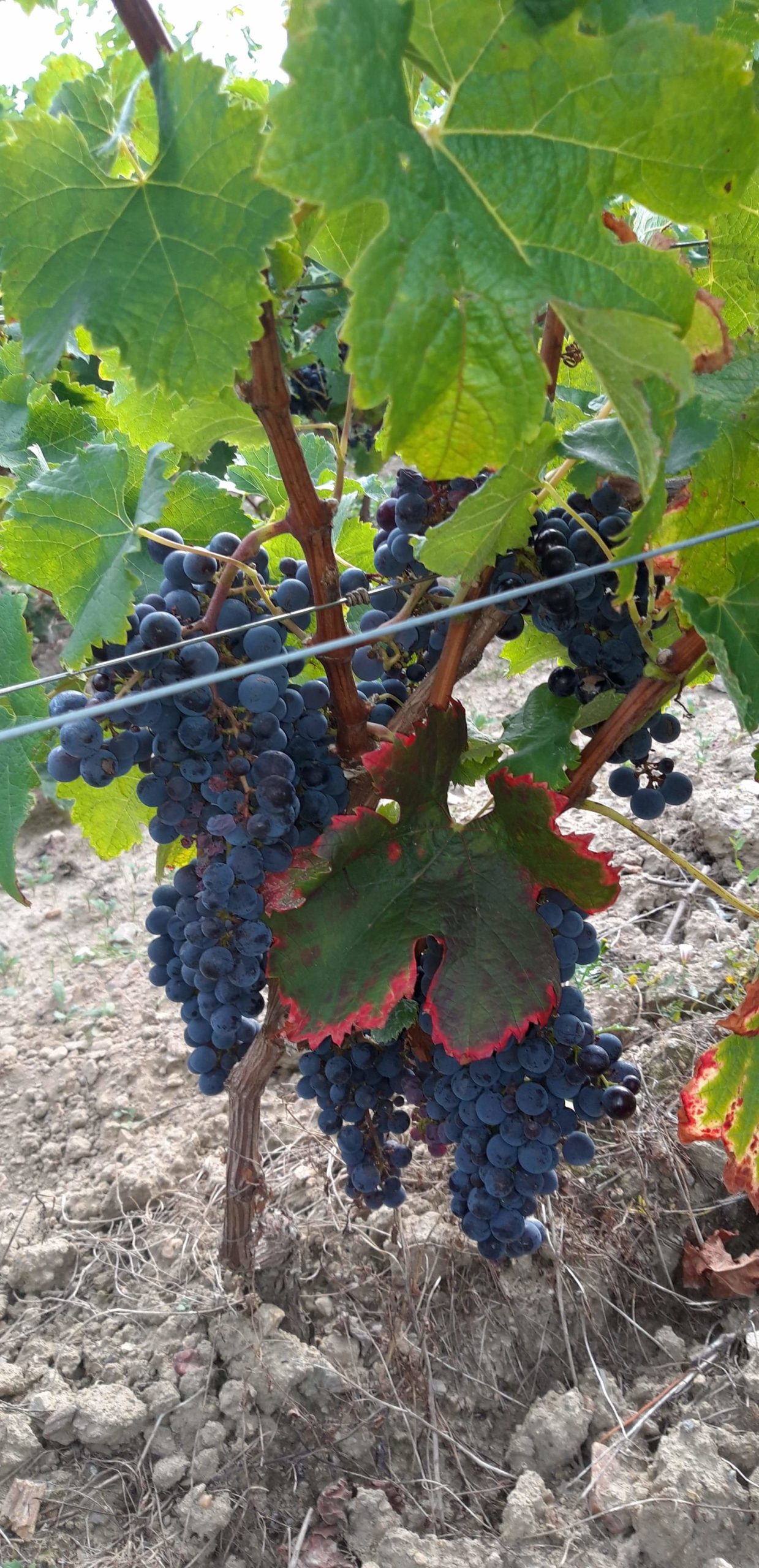 Merlot 5 septembre 2020
